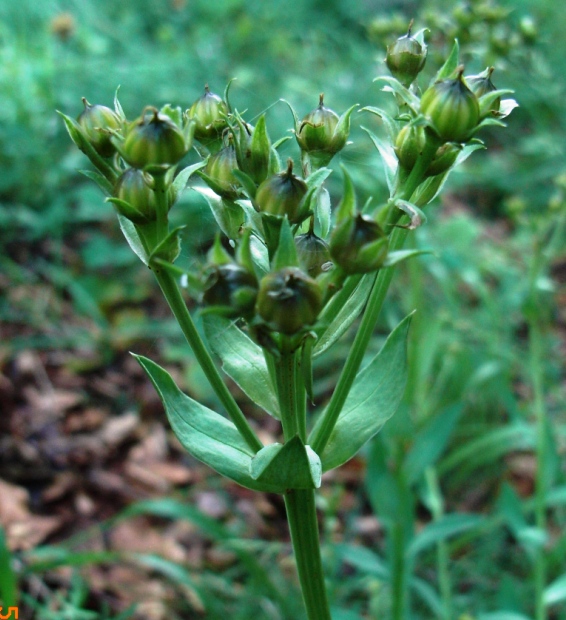 matese8 - Linum capitatum